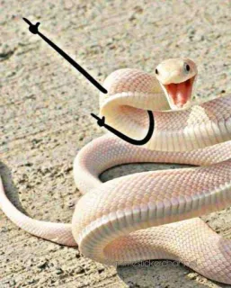 SNAKES @animestickerchannel telegram stickers
