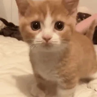 💘 03245c21 кот, котенок, милый, животное, питомец, рыжий, домашний, кошачий telegram sticker