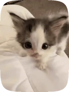 💓 05da641f котёнок, кот, милый, питомец, животное, домашний telegram sticker