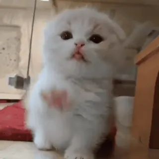 😚 0c0495cb котёнок, кошка, милый, животное, белый, домашний, питомец telegram sticker