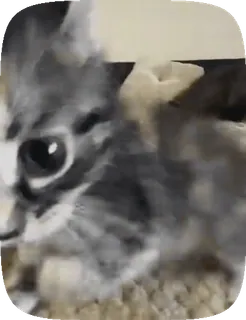 💋 0e384c5b котёнок, кошка, животное, питомец, милый, домашний, кошачий telegram sticker