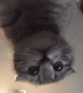 🍊 18239a6d кот, котенок, милый, животное, питомец, кошачий telegram sticker