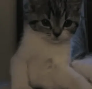 😕 43e8bab6 кошка, котенок, животное, питомец, милый, домашний, кошачий telegram sticker