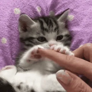 🤗 93dd421e котёнок, кошка, милый, питомец, животное, игривый, палец, лапки telegram sticker