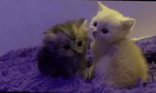 😻 a21a9b60 котёнок, кошка, домашние животные, животные, милый telegram sticker