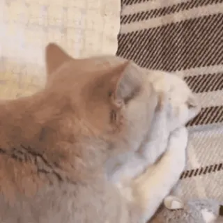 ⚠️ c0db664f кот, животное, котенок, питомец, милый, игривый, домашний telegram sticker