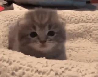 👅 c6f936fb кот, котенок, милый, животное, питомец, маленький, пушистый telegram sticker