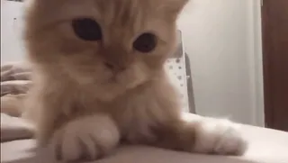 😼 c9e72269 кот, котенок, милый, животное, домашняя кошка, домашнее животное telegram sticker