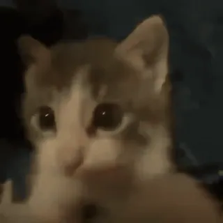 🥺 f3ae798b кот, котенок, животное, питомец, милый, млекопитающее telegram sticker