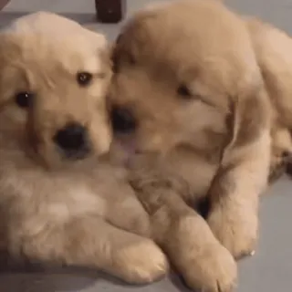 🌟 01042371 szczeniak, pies, golden retriever, słodki, zwierzęta, zwierzę domowe telegram sticker