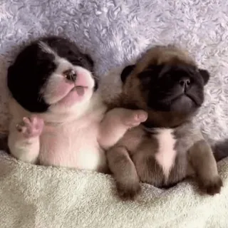 🌟 0bd63395 szczeniak, pies, zwierzę, słodki, sen, dziecko, uroczy telegram sticker