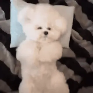 🌟 1095a1b7 pies, słodki, zwierzę, zwierzak, poduszka, leżący, śpiący telegram sticker