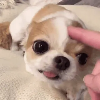 🌟 2a64142b pies, szczeniak, słodki, zwierzę, zwierzak, język, kawaii telegram sticker