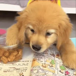 🌟 49e45b93 pies, szczeniak, golden retriever, słodki, zwierzę, zwierzak telegram sticker