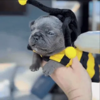 🌟 4ff51926 szczeniak, pies, zwierzę, słodki, zwierzak, strój pszczoły, niebieski, buldog francuski telegram sticker