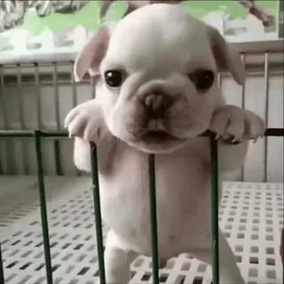 🌟 5cb10965 szczeniak, pies, słodki, zwierzę, buldog francuski, zwierzę domowe, pies, biały telegram sticker