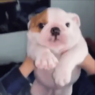 собачьки от @ovoshehranilishe whatsapp stickers