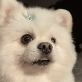 🌟 78b1af69 pies, szczeniak, biały pies, słodki, zwierzę, zwierzak, puszysty telegram sticker