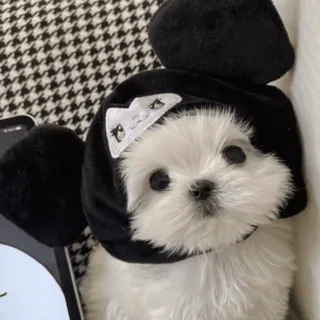 🌟 87386fc0 pies, szczeniak, słodki, zwierzę, zwierzak, kapelusz, uszy, maltańczyk telegram sticker