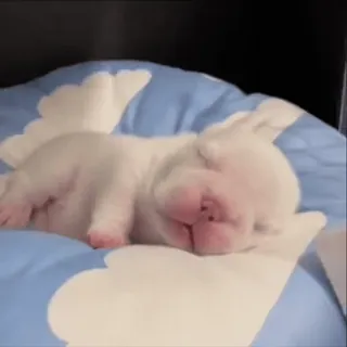 🌟 90b68e23 szczeniak, pies, sen, śpiący, biały, zwierzę domowe, słodki telegram sticker
