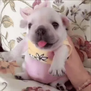 🌟 9bb899d1 pies, szczeniak, buldog francuski, słodki, zwierzę, zwierzak telegram sticker