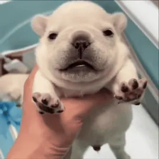 🌟 a352b593 szczeniak, pies, buldog francuski, zwierzę, słodki, zwierzę domowe telegram sticker