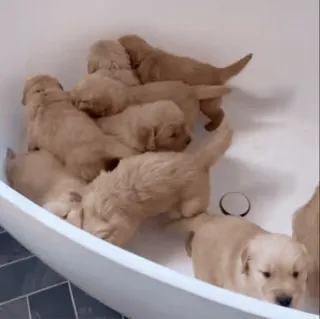 собачьки от @ovoshehranilishe telegram stickers