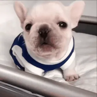 🌟 ce4a1514 szczeniak, pies, buldog francuski, słodki, zwierzę, zwierzak telegram sticker