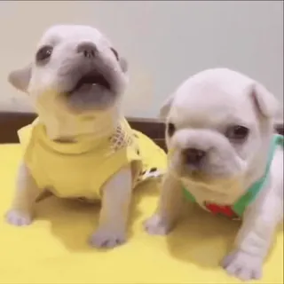 🌟 d6c678f3 szczeniak, pies, słodki, zwierzę domowe, zwierzę, buldog francuski telegram sticker