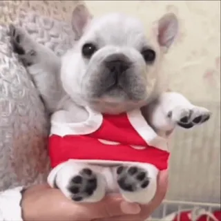 🌟 de6a3904 pies, szczeniak, buldog francuski, słodki, zwierzę, zwierzę domowe telegram sticker