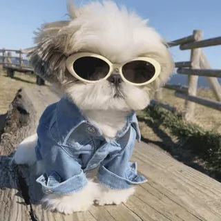 🌟 df88aa81 pies, okulary przeciwsłoneczne, kurtka jeansowa, słodki, zwierzę, zwierzak telegram sticker
