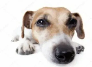 🌟 29bedbad dog, animal, pet, domestic animal, puppy whatsapp sticker