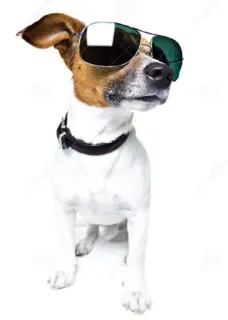 🌟 2ceda6d4 dog, sunglasses, animal, pet, cool, collar whatsapp sticker