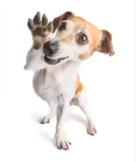 🌟 3cf851b3 dog, animal, cute, paw, jack russell whatsapp sticker