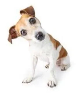 🌟 3e82edf0 dog, pet, animal, cute, puppy whatsapp sticker