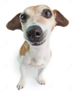 🌟 6d84ddb4 dog, animal, pet, cute, puppy whatsapp sticker