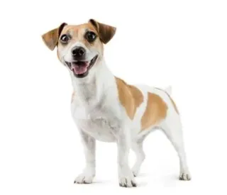 🌟 782be4b0 dog, animal, pet, Jack Russell Terrier, domestic animal, mammal whatsapp sticker