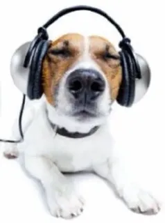 🌟 7aec9074 dog, headphones, music, animal, cute whatsapp sticker