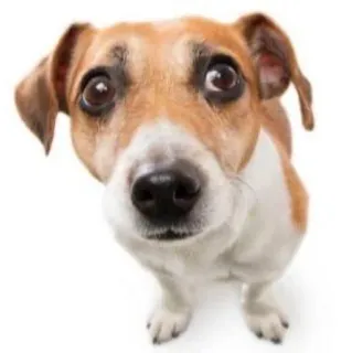 🌟 8a518013 dog, animal, pet, cute, domestic, puppy whatsapp sticker