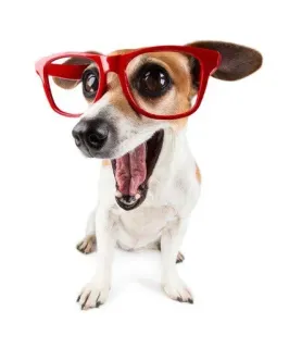 🌟 becbac60 dog, glasses, pet, funny, animal whatsapp sticker