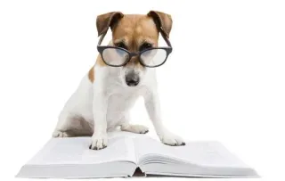 🌟 cdfdcc98 dog, glasses, book, reading, animal, pet whatsapp sticker