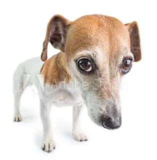 🌟 ce3ed942 dog, pet, animal, puppy, cute, jack russell whatsapp sticker