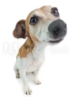 🌟 d40818d4 dog, pet, animal, cute, domestic, portrait whatsapp sticker