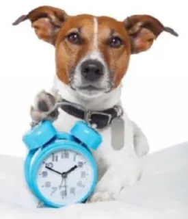 🌟 e0e01c93 dog, alarm clock, pet, animal, clock, wake up, morning whatsapp sticker
