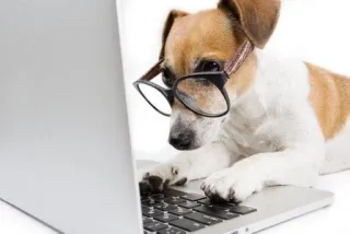 🌟 e456adea dog, computer, laptop, glasses, typing whatsapp sticker