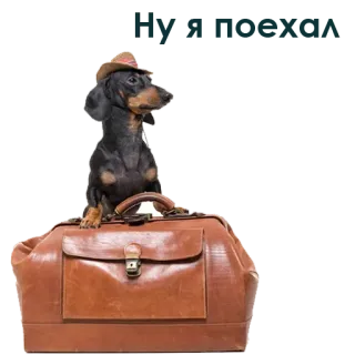 😬 2ebcbea3 개, 닥스훈트, 모자, 여행 가방, 여행, 애완 동물 telegram sticker