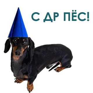 Mutt @stickersb2b telegram stickers