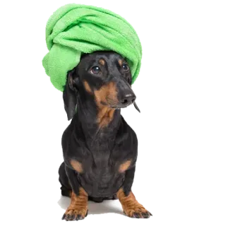 Mutt @stickersb2b whatsapp stickers