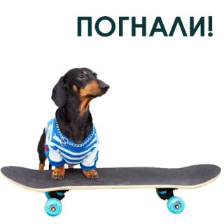 Mutt @stickersb2b telegram stickers