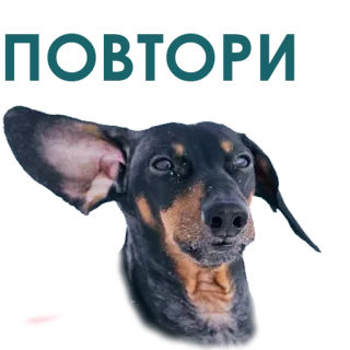 🥰 dc5b6a72 개, 동물, 닥스훈트, 애완동물, 귀여운 telegram sticker